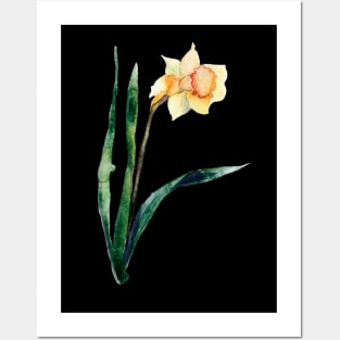 Narcissus Posters and Art